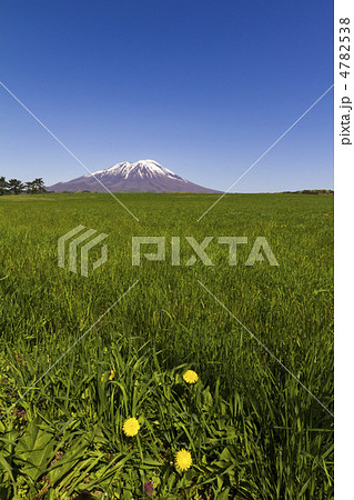 たんぽぽと岩手山（縦） 4782538