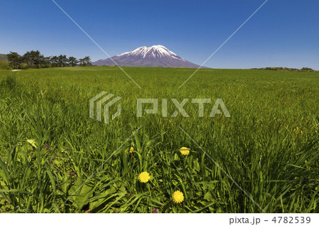 たんぽぽと岩手山 4782539