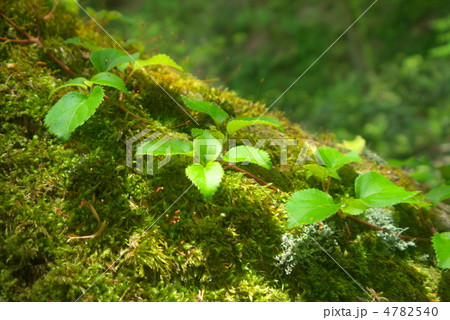 苔と新芽 4782540