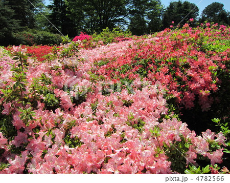 神代植物園のつつじ(ヨコ) 神代植物園のつつじ(ヨコ) 4782566