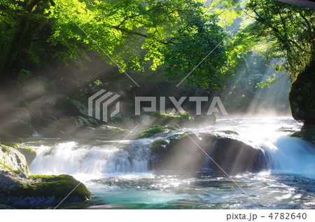 原生林と渓流と光芒　菊池渓谷 4782640