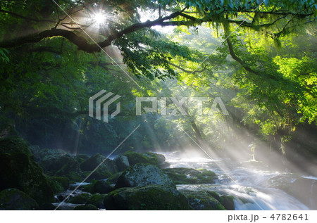 原生林と渓流と光芒　菊池渓谷 4782641