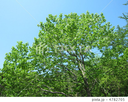 ハンカチの木 4782705