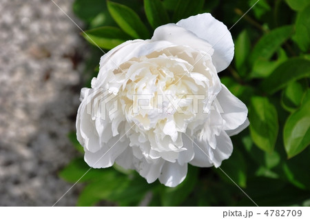 芍薬 芍薬 4782709