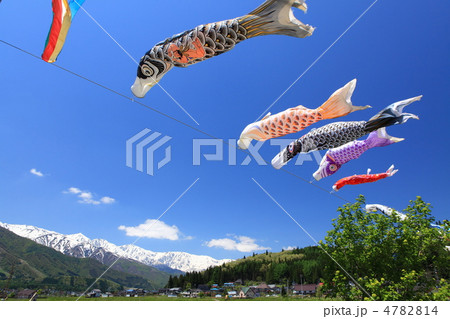 白馬を泳ぐ鯉のぼり 4782814