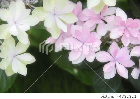 紫陽花 紫陽花 4782821
