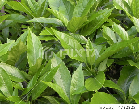 アオキの若葉 4782825