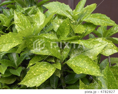 アオキの若葉 4782827