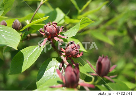 黒花ロウバイ 黒花ロウバイ 4782841