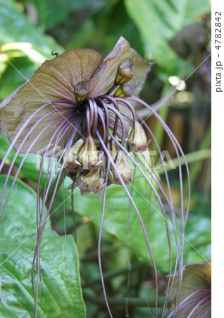 奇妙な花　タッカ・シャントリエリ 4782842