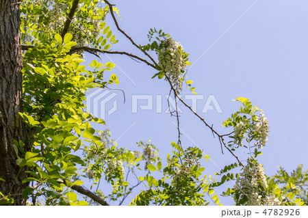 ニセアカシア 4782926