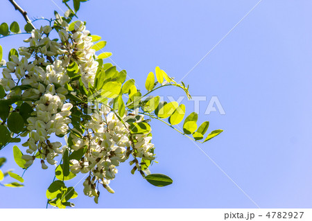 ニセアカシア 4782927