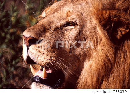 ライオンの顔アップの写真素材