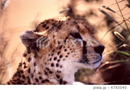 チーターの顔アップ 4783040