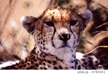 チーターの顔アップ 4783041