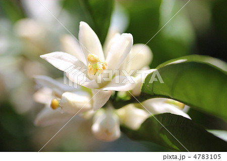 みかんの花 みかんの花 4783105