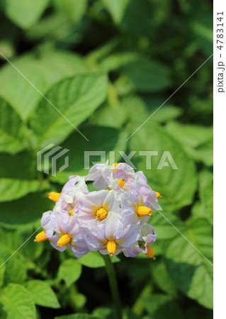 じゃがいもの花 4783141