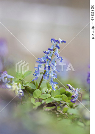 エゾエンゴサク 4783306