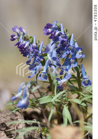 エゾエンゴサク 4783308