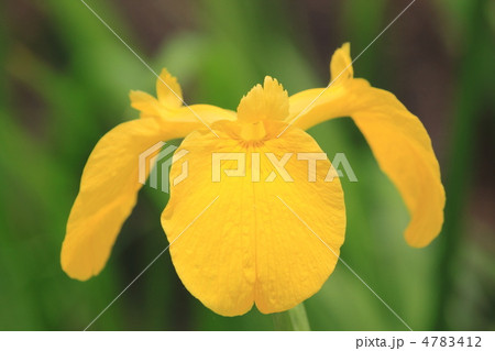 嵯峨野花景色 初夏 嵯峨野花景色 初夏 4783412