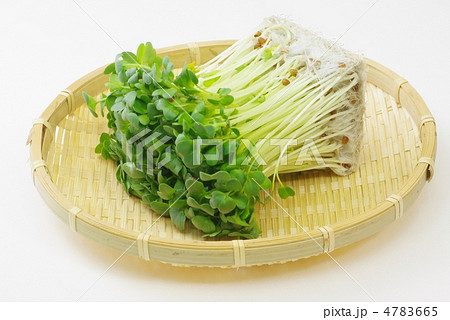 カイワレ大根 4783665