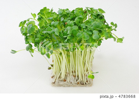 カイワレ大根 4783668
