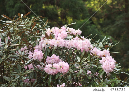シャクナゲの花 シャクナゲの花 4783725