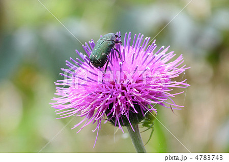 ハナムグリとノアザミ 4783743