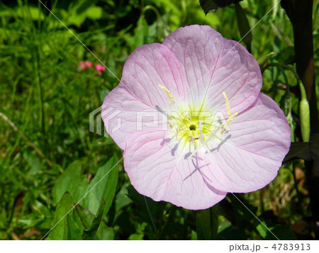 ヒルザキツキミソウ（昼咲月見草） 4783913