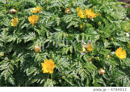 緑葉の中の福寿草 4784012