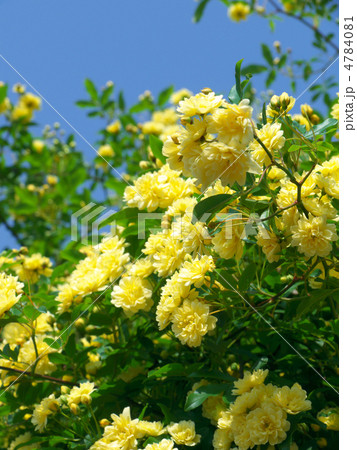 モッコウバラ 4784081