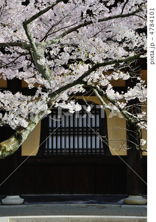 南禅寺、法堂の桜 4784101