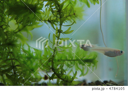 めだか メダカ 白めだか 水槽 水草の写真素材