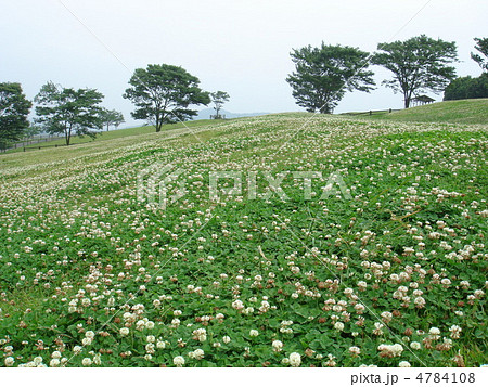 クローバー畑 4784108
