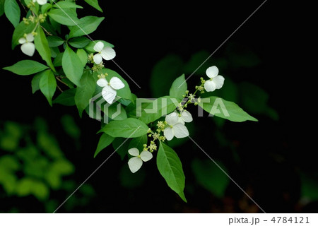 コガクウツギ 4784121