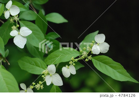 コガクウツギ 4784126