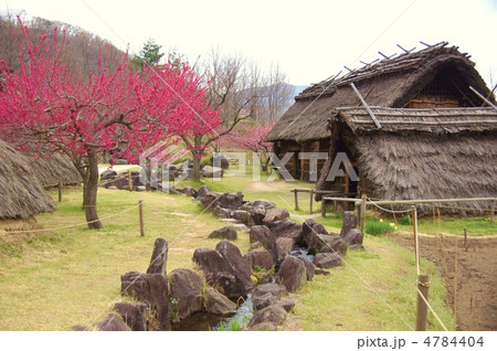科野の里歴史公園（花ももも） 4784404