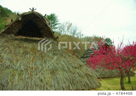 科野の里歴史公園（花ももも） 4784406