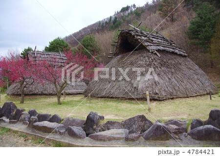 科野の里歴史公園（花ももも） 4784421