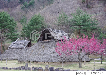 科野の里歴史公園（花ももも） 4784423