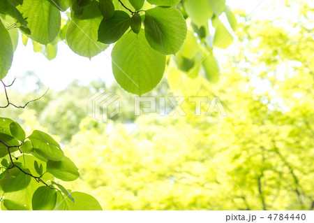 ハクウンボクの新緑 4784440