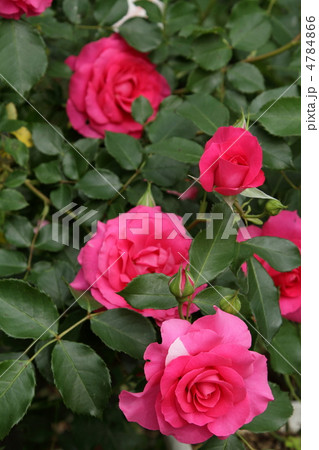 薔薇　～うらら～ 4784866