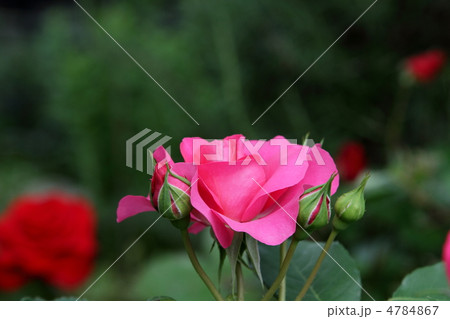 薔薇　～うらら～ 4784867