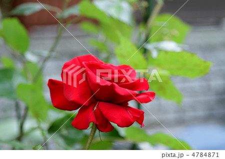 薔薇　～レッドクイーン～ 4784871