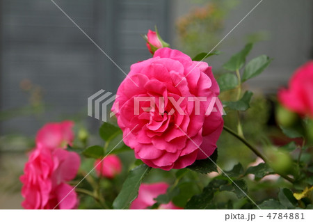 薔薇　～うらら～ 4784881