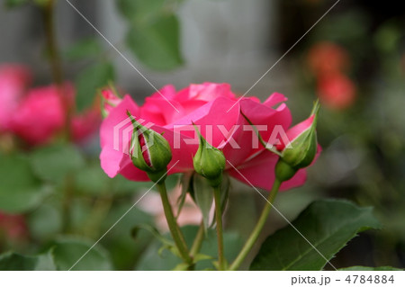 薔薇　～うらら～ 4784884