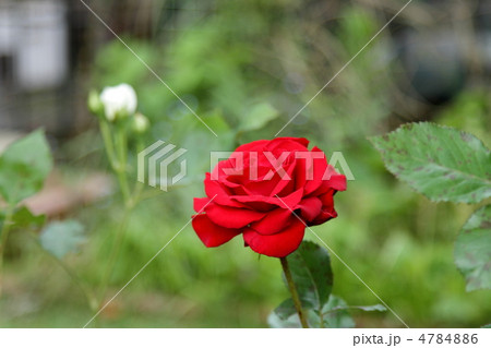 薔薇　～レッドクイーン～ 4784886