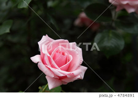 薔薇　～羽衣～ 4784891