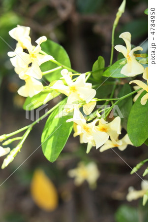 都会の片隅 4784950