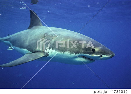 Jaws ホオジロザメの写真素材